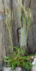 Cardamine dimidia. Plant with rosette leaves and fruiting inflorescence.
 Image: P.B. Heenan © Landcare Research 2019 CC BY 3.0 NZ